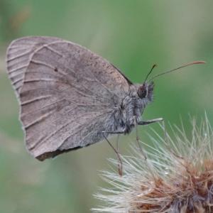 Click to view this image in a large viewer