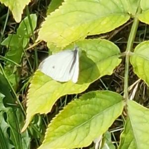 Click to view this image in a large viewer