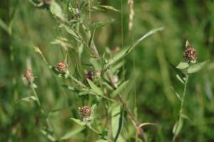 Click to view this image in a large viewer