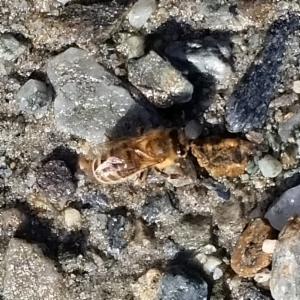 Click to view this image in a large viewer