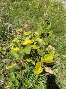 Click to view this image in a large viewer