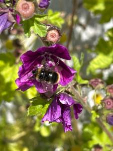 Click to view this image in a large viewer