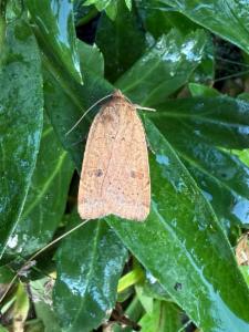 Click to view this image in a large viewer