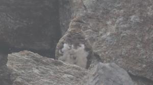 Click to view this image in a large viewer