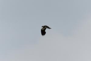 Click to view this image in a large viewer