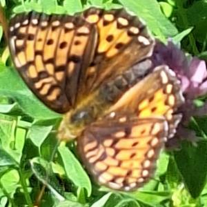 Click to view this image in a large viewer