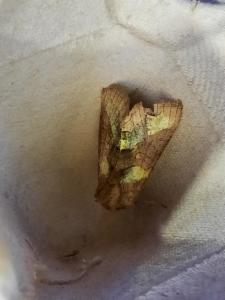 Click to view this image in a large viewer