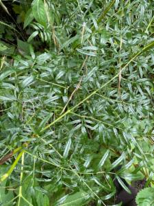 Click to view this image in a large viewer