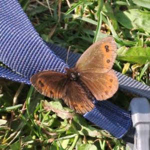 Click to view this image in a large viewer