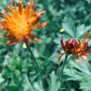 Click to view this image in a large viewer