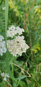 Click to view this image in a large viewer