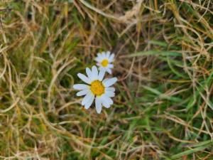 Click to view this image in a large viewer