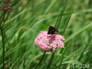 Click to view this image in a large viewer