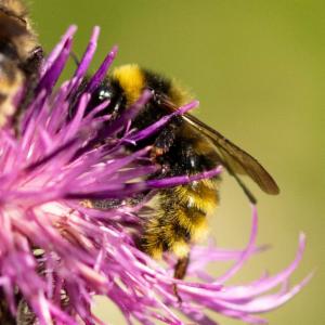 Click to view this image in a large viewer