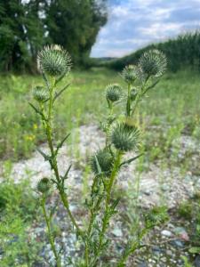 Click to view this image in a large viewer