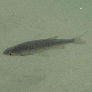 Click to view this image in a large viewer