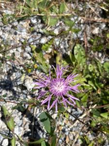 Click to view this image in a large viewer