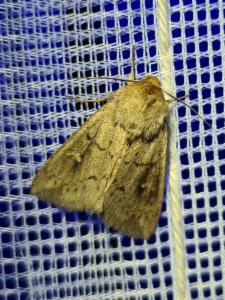 Click to view this image in a large viewer