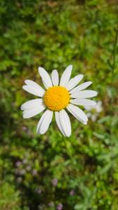 Click to view this image in a large viewer