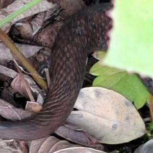 Click to view this image in a large viewer