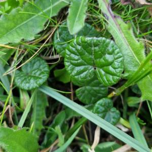 Click to view this image in a large viewer