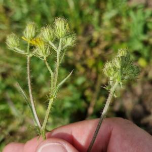 Click to view this image in a large viewer