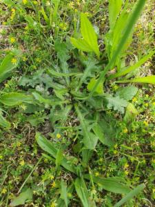 Click to view this image in a large viewer