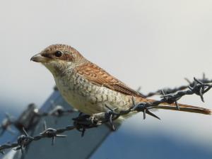 Click to view this image in a large viewer