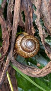 Click to view this image in a large viewer