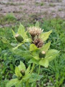 Click to view this image in a large viewer