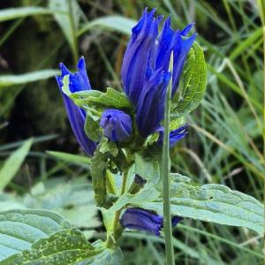 Click to view this image in a large viewer