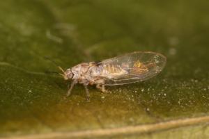 Click to view this image in a large viewer