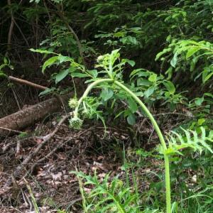 Click to view this image in a large viewer