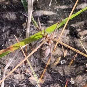 Click to view this image in a large viewer