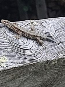 Click to view this image in a large viewer