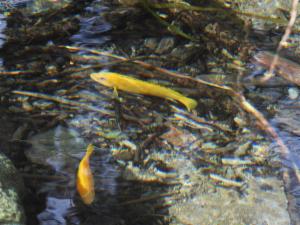 Click to view this image in a large viewer