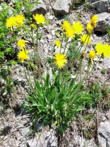 Click to view this image in a large viewer