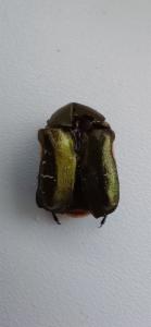 Click to view this image in a large viewer