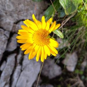 Click to view this image in a large viewer