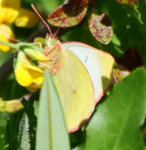 Click to view this image in a large viewer