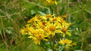 Click to view this image in a large viewer