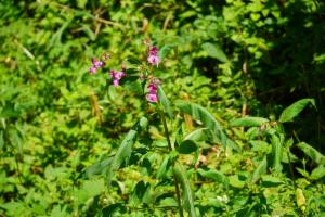 Click to view this image in a large viewer