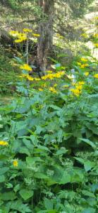 Click to view this image in a large viewer