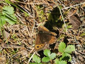 Click to view this image in a large viewer