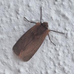 Click to view this image in a large viewer