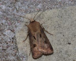 Click to view this image in a large viewer