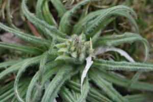 Click to view this image in a large viewer