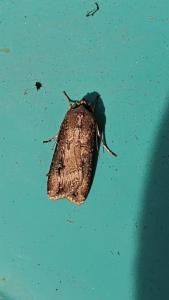 Click to view this image in a large viewer