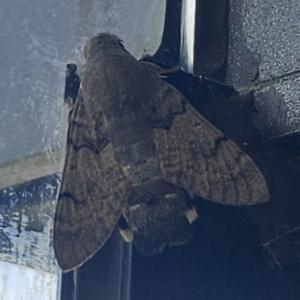 Click to view this image in a large viewer