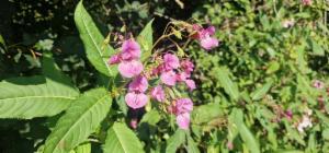 Click to view this image in a large viewer